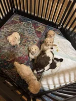 Cooper, a male Poodle - Multi-Colored Standard for sale in Great Bend, KS – Photo 3 of 5