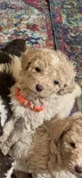 Cooper, a male Poodle - Multi-Colored Standard for sale in Great Bend, KS – Photo 2 of 5