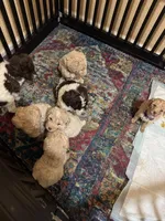 Cooper, a male Poodle - Multi-Colored Standard for sale in Great Bend, KS – Photo 5 of 5