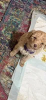 Ainsely, a female Poodle - Multi-Colored Standard for sale in Great Bend, KS – Photo 2 of 5