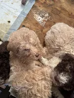 Ainsely, a female Poodle - Multi-Colored Standard for sale in Great Bend, KS – Photo 1 of 5