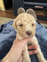Ainsely, a female Poodle - Multi-Colored Standard for sale in Great Bend, KS – Photo 3 of 5