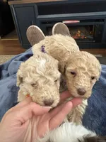 Ainsely, a female Poodle - Multi-Colored Standard for sale in Great Bend, KS – Photo 4 of 5