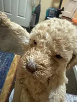Ainsely, a female Poodle - Multi-Colored Standard for sale in Great Bend, KS – Photo 5 of 5