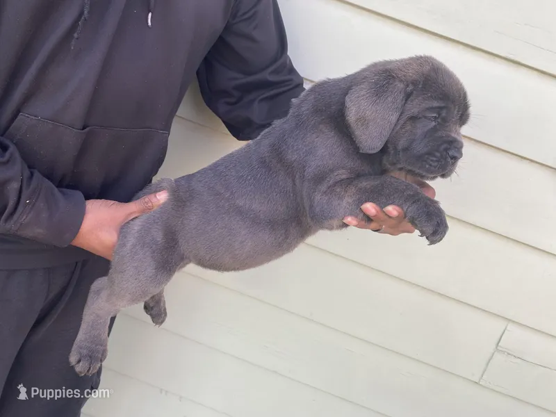 Mufasa, a male Cane Corso for sale in El Dorado, KS – Photo 1 of 5