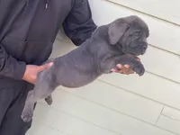 Mufasa, a male Cane Corso for sale in El Dorado, KS – Photo 4 of 5