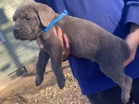 Boys, a male Cane Corso for sale in El Dorado, KS – Photo 4 of 4