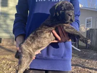 Boys, a male Cane Corso for sale in El Dorado, KS – Photo 1 of 4