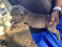 Boys, a male Cane Corso for sale in El Dorado, KS – Photo 2 of 4