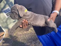 Boys, a male Cane Corso for sale in El Dorado, KS – Photo 3 of 4