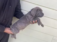 Purple, a male Cane Corso for sale in El Dorado, KS – Photo 2 of 3