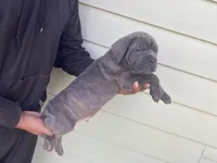 Purple, a male Cane Corso for sale in El Dorado, KS – Photo 1 of 3