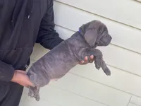 Purple, a male Cane Corso for sale in El Dorado, KS – Photo 3 of 3