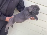 Mufasa, a male Cane Corso for sale in El Dorado, KS – Photo 4 of 5