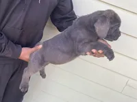 Mufasa, a male Cane Corso for sale in El Dorado, KS – Photo 5 of 5