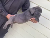 Mufasa, a male Cane Corso for sale in El Dorado, KS – Photo 3 of 5