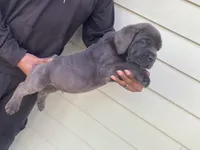 Mufasa, a male Cane Corso for sale in El Dorado, KS – Photo 1 of 5