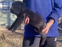 Girl, a female Cane Corso for sale in El Dorado, KS – Photo 2 of 2