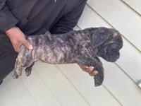 Brindle, a male Cane Corso for sale in El Dorado, KS – Photo 3 of 4