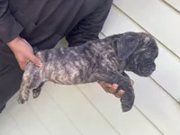 Brindle, a male Cane Corso for sale in El Dorado, KS – Photo 4 of 4