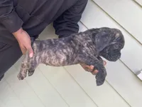 Brindle, a male Cane Corso for sale in El Dorado, KS – Photo 2 of 4