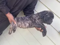 Brindle, a male Cane Corso for sale in El Dorado, KS – Photo 1 of 4