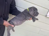 Yellow, a male Cane Corso for sale in El Dorado, KS – Photo 2 of 5