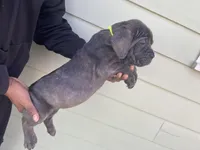 Yellow, a male Cane Corso for sale in El Dorado, KS – Photo 5 of 5