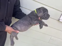 Yellow, a male Cane Corso for sale in El Dorado, KS – Photo 3 of 5