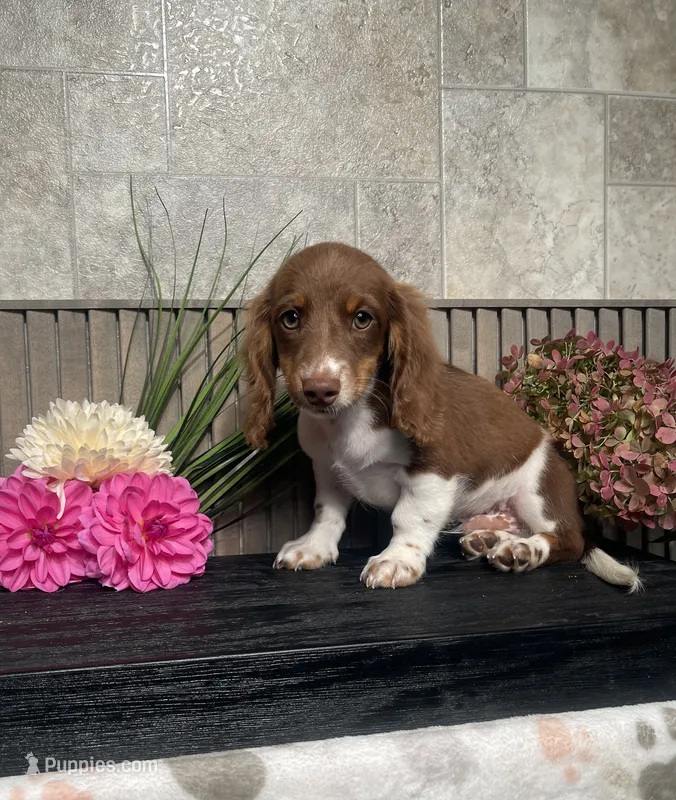 Davin – Miniature Dachshund puppy for sale in Nappanee, IN
