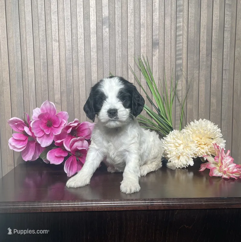 Phyllis – Cavapoo puppy for sale in Nappanee, IN