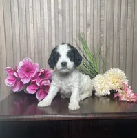 Phyllis, a female Cavapoo for sale in Nappanee, IN – 1 of 3