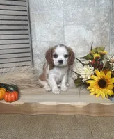 Baxter, a male Cavalier King Charles Spaniel for sale in Nappanee, IN – 3 of 3