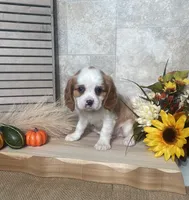 Blossom, a female Cavalier King Charles Spaniel for sale in Nappanee, IN – 2 of 3