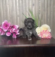Pearl, a female Cavapoo for sale in Nappanee, IN – 2 of 4