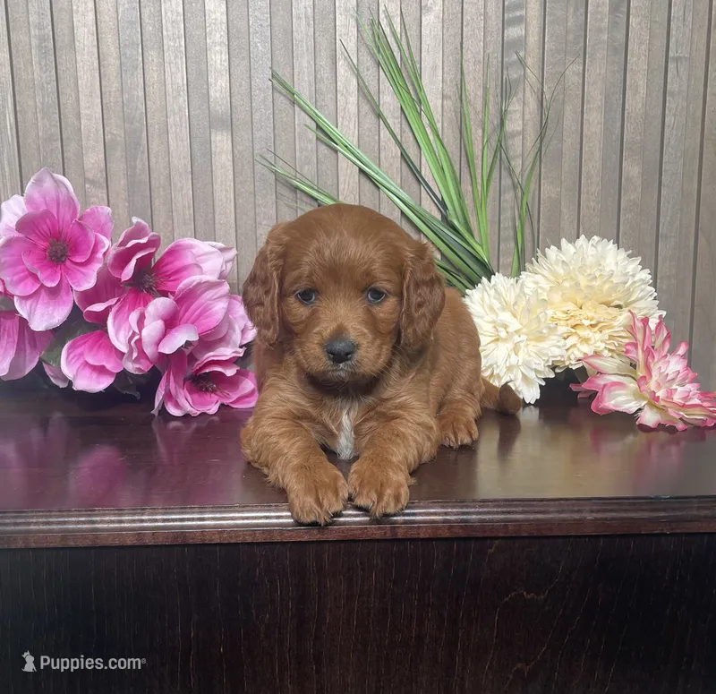 Phoebe – Cavapoo puppy for sale in Nappanee, IN