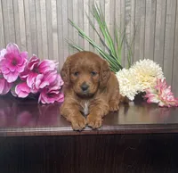 Phoebe, a female Cavapoo for sale in Nappanee, IN – 1 of 3