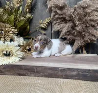 Jabin, a male Miniature Dachshund for sale in Nappanee, IN – 3 of 3