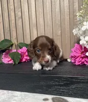 Davin, a male Miniature Dachshund for sale in Nappanee, IN – 3 of 3