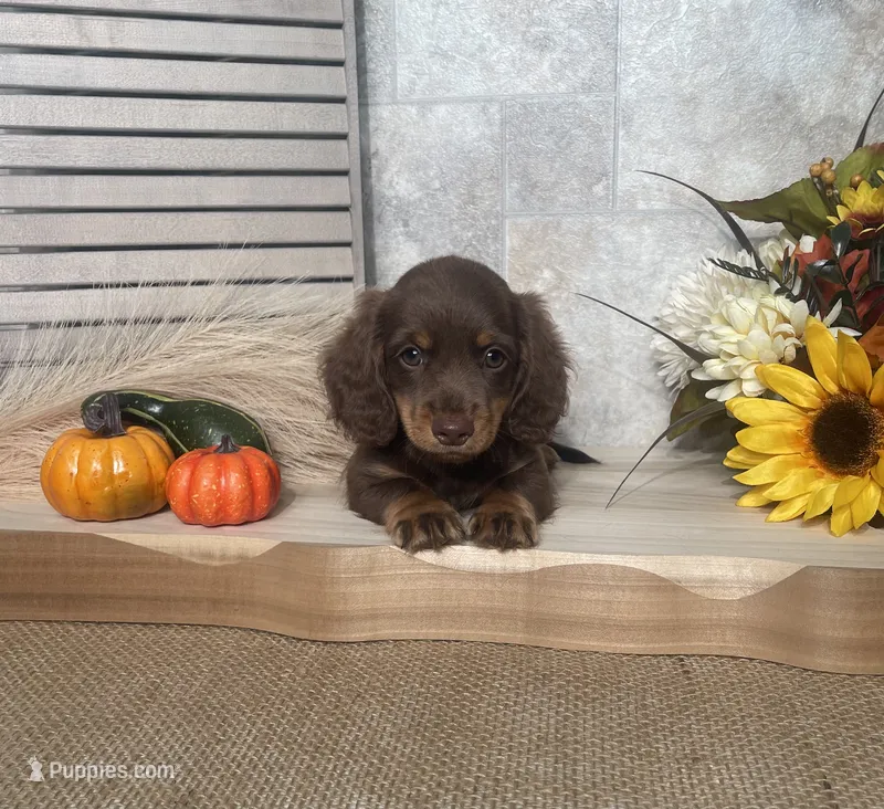 Darwin – Miniature Dachshund puppy for sale in Nappanee, IN