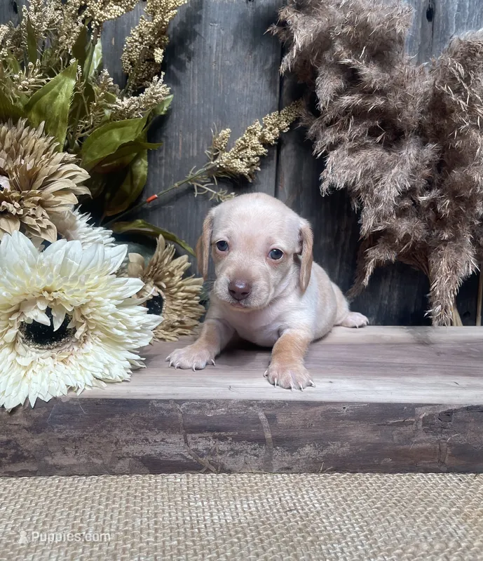 Jessica – Miniature Dachshund puppy for sale in Nappanee, IN