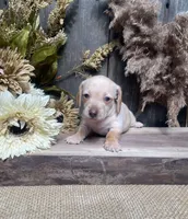Jessica, a female Miniature Dachshund for sale in Nappanee, IN – 1 of 4