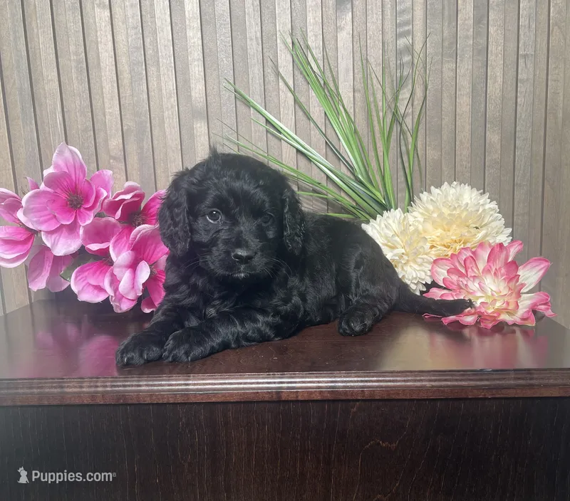 Pharaoh – Cavapoo puppy for sale in Nappanee, IN