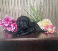 Pharaoh, a male Cavapoo for sale in Nappanee, IN – 1 of 3