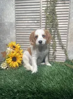 Patrick, a male Cavapoo for sale in Nappanee, IN – 4 of 4