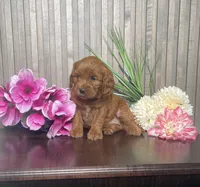 Petunia, a female Cavapoo for sale in Nappanee, IN – 3 of 4