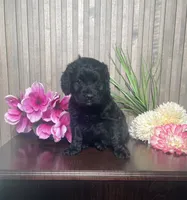 Pharaoh, a male Cavapoo for sale in Nappanee, IN – 2 of 3