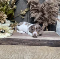 Jabin, a male Miniature Dachshund for sale in Nappanee, IN – 2 of 3