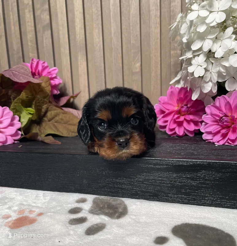Breanne – Cavalier King Charles Spaniel puppy for sale in Nappanee, IN