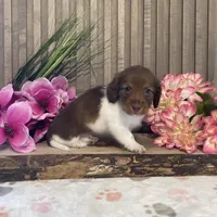 Asher, a male Miniature Dachshund for sale in Nappanee, IN – Photo 3 of 3